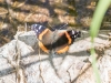 Red Admiral