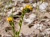 Common Fiddleneck