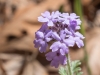 Dakota Mock Vervain