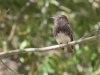 Black Phoebe