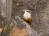 Canyon Wren