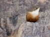 Canyon Wren