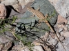 Elegant Earless Lizard