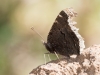 Mourning Cloak butterfly