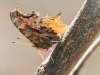 Hoary Comma butterfly