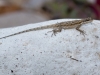 Desert Spiny Lizard