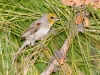 Verdin