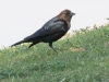 Brown-headed Cowbird