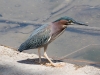 Green Heron