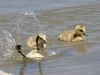 Goslings