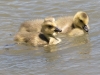 Goslings