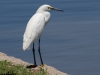 Snowy Egret