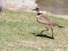 Killdeer