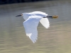 Snowy Egret