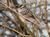 White-crowned Sparrow