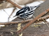 Black-and-white Warbler