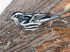 Black-and-white Warbler