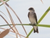 Northern Rough-winged Swallow