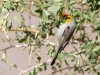 Verdin