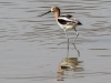 American Avocet