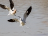 American Avocet