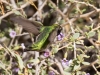 Anna's Hummingbird