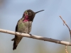 Anna's Hummingbird