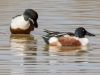 Northern Shoveler