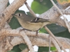 Ruby-crowned Kinglet