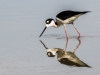 Black-necked Stilt