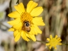 Bee on Brittlebush