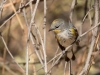 Yellow-rumped Warbler