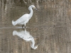 Snowy Egret