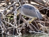 Black-crowned Night Heron