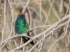 Broad-billed Hummingbird