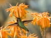 Costa's Hummingbird