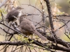 Curve-billed Thrasher