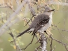 Northern Mockingbird