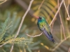 Broad-billed Hummingbird