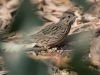 Lincoln's Sparrow