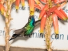 Broad-billed Hummingbird