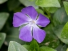 Bigleaf Periwinkle