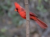 Northern Cardinal