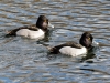 Ring-necked Duck