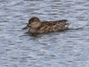 Green-winged Teal