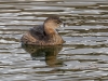 Pied-billed Grebe