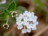 Creeping Lantana