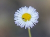 Spreading Fleabane