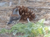 Yellow-eyed Junco