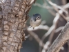 Plumbeous Vireo